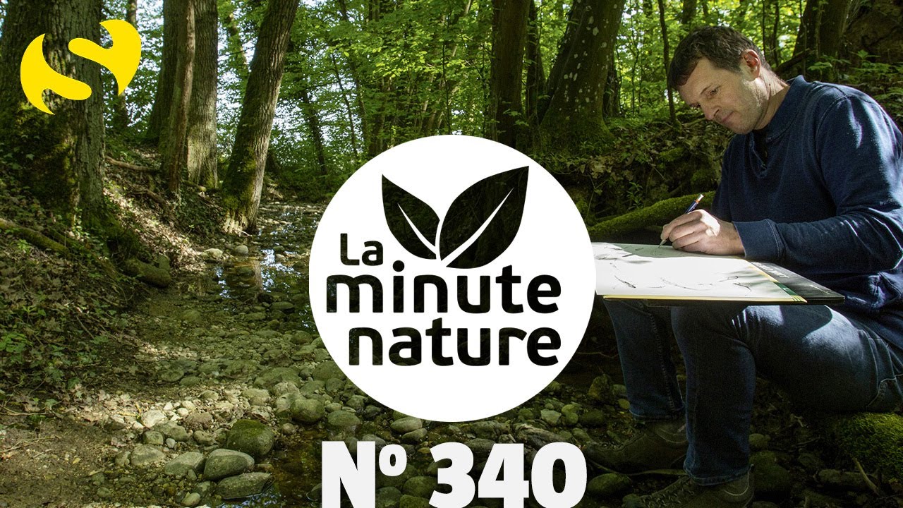 DESSINATEUR PAR NATURE (No 340)