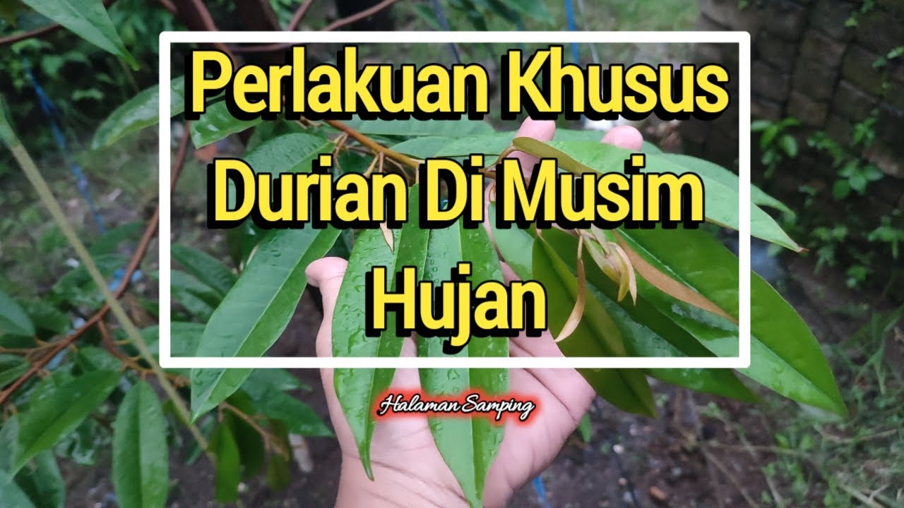 Perawatan Durian Di Musim Hujan