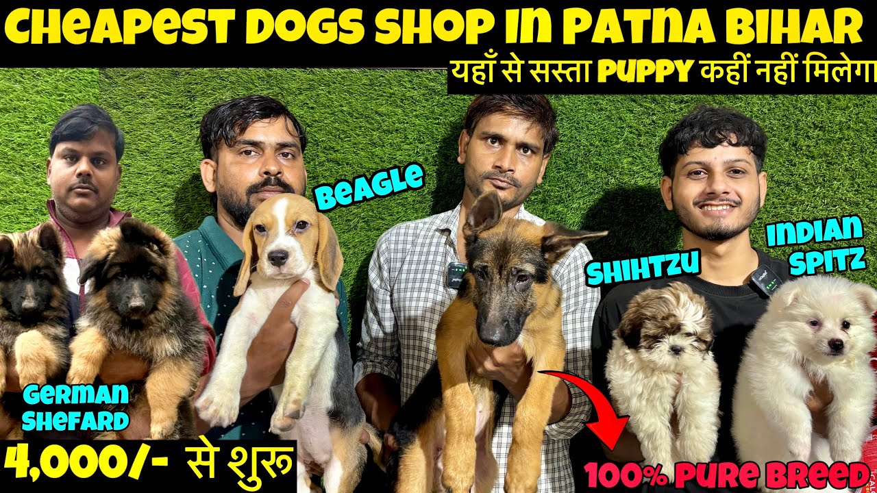 Best Pet Shop In Patna 2025 🔥| ₹4000/-  से शुरू | German shepherd,Labrador,beagle| Swastik pet shop.