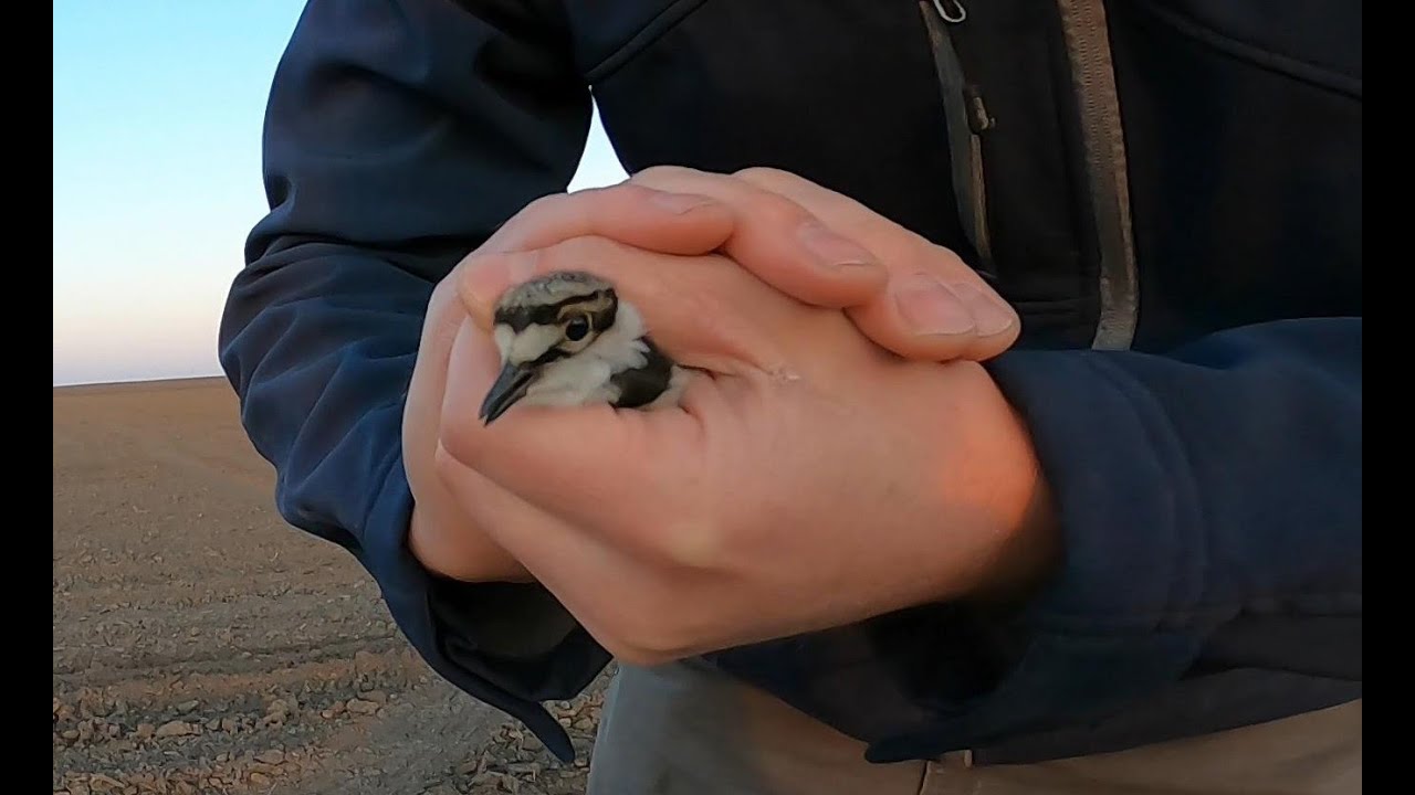 Organic Farmer - Catching a Killdeer
