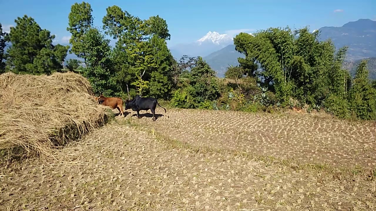 Pawati 8 Dolakha  Gokul Bhujel