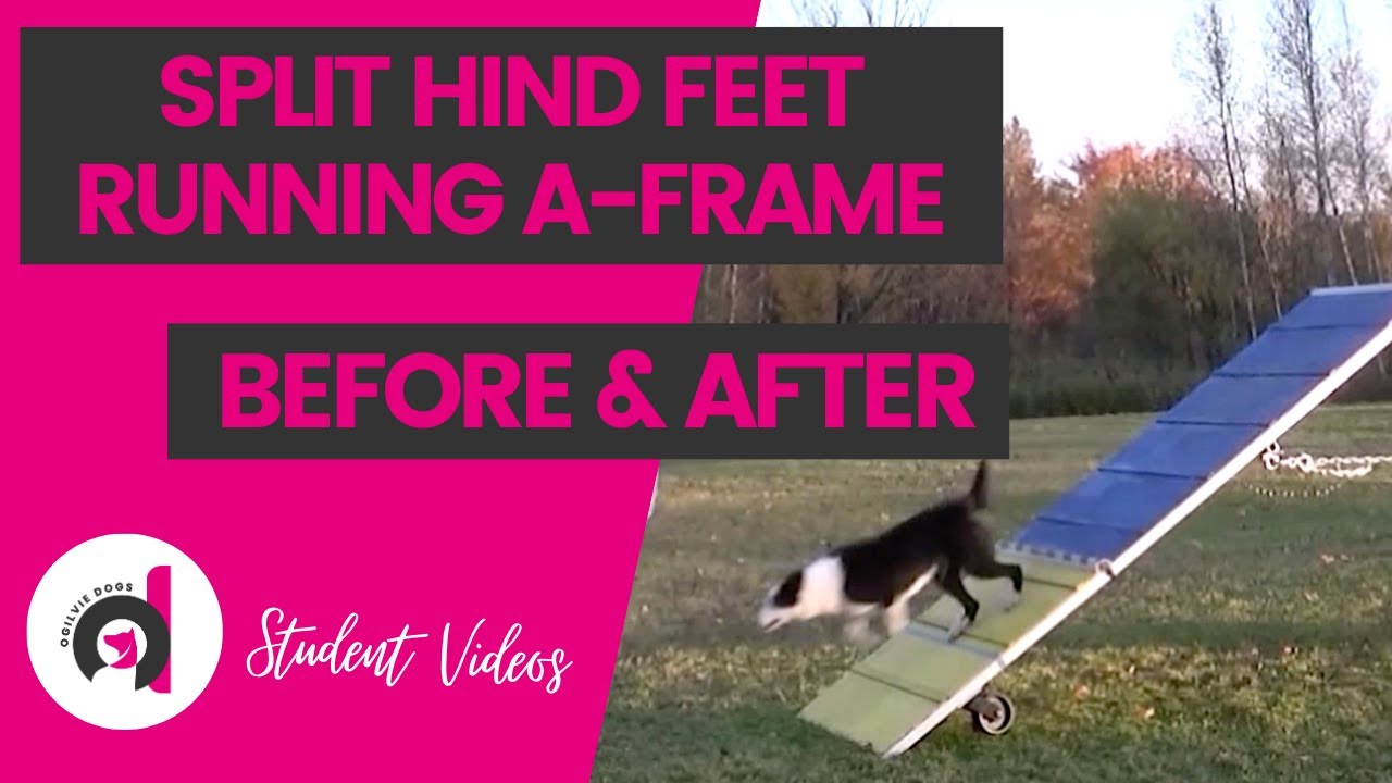 PERFECT RUNNING A-FRAME: Ideal hind feet split running A-Frame using the stride regulator method