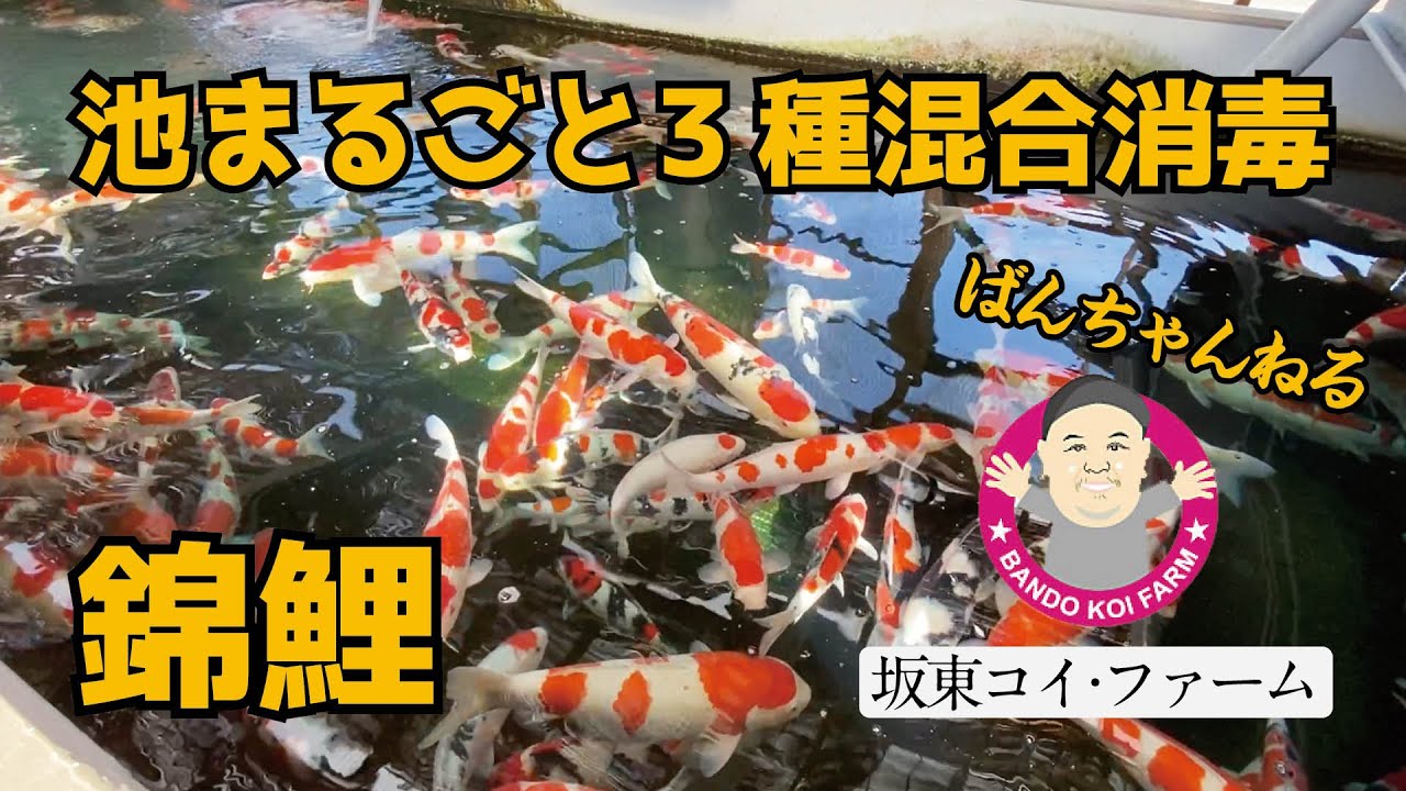 ［坂東コイ・ファーム］ばんちゃんねる　定期的な消毒の大切さ。池まるごと3種混合消毒　#koi #koifish #錦鯉