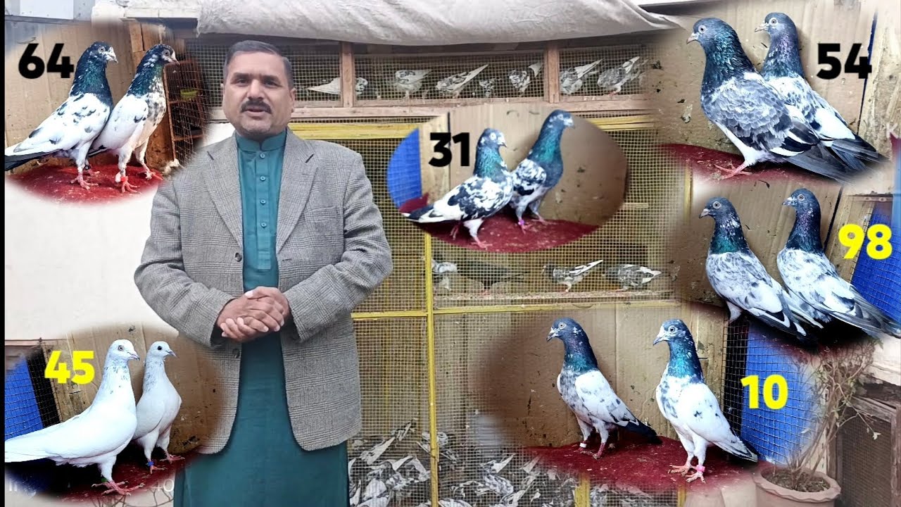 ٹیڈی امامدین علی والا اور موتیوں والا بریڈ کے جوڑے