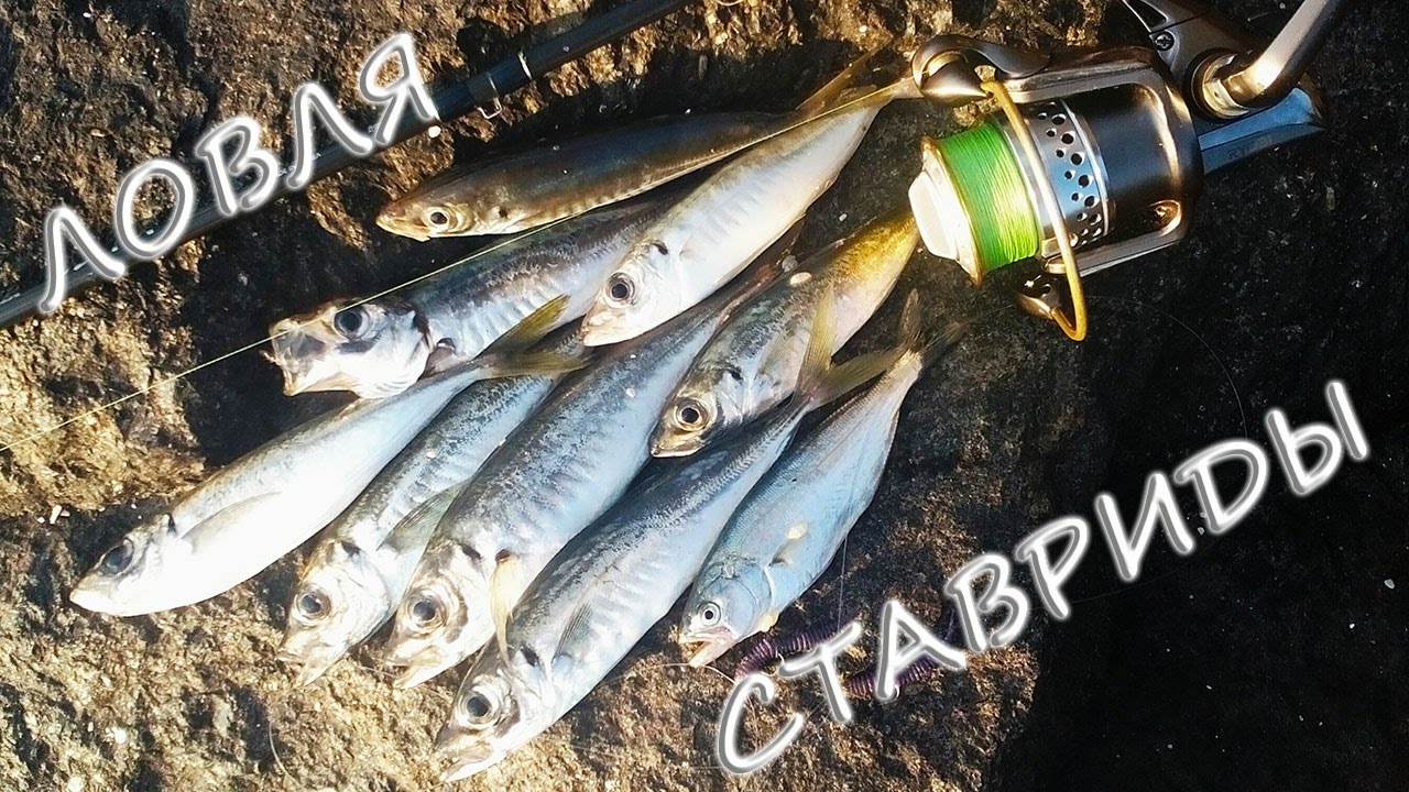 Спиннинг на Черном море  Ловля ставриды с берега