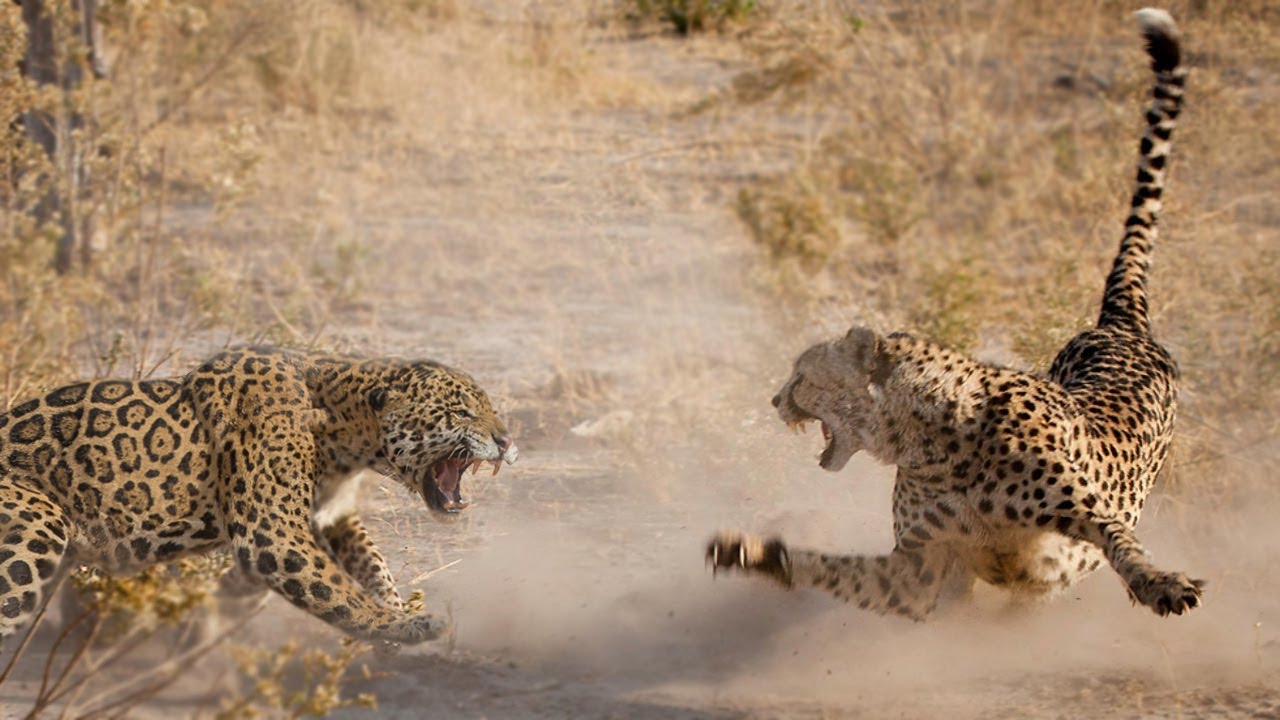 Jaguar vs Cheetah | Mari Kita Bandingkan!