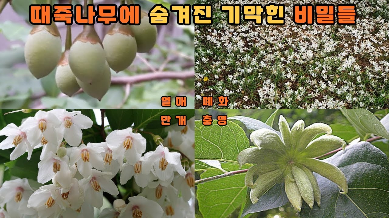 때죽나무에 숨겨진 기막힌 비밀들