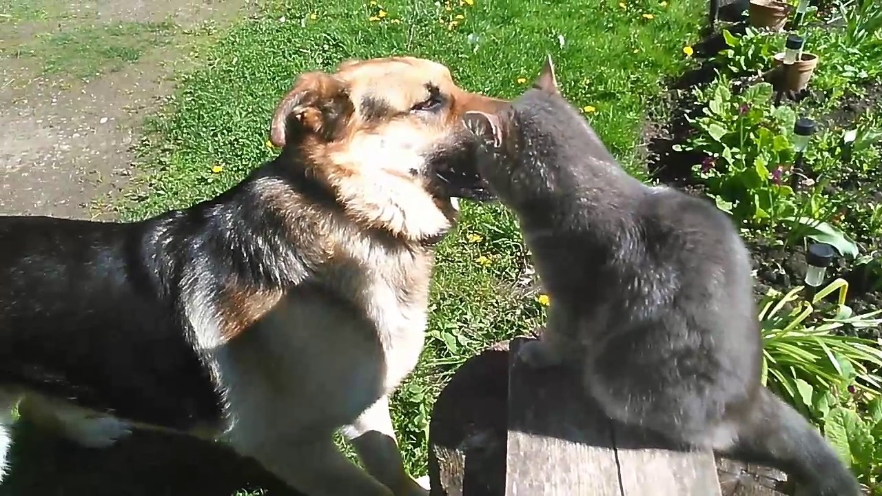 Kass 😻 ja koer 🐶 omavahel mängimas!!!!!