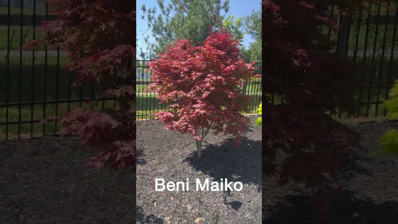 Japanese Maple Spring 2024