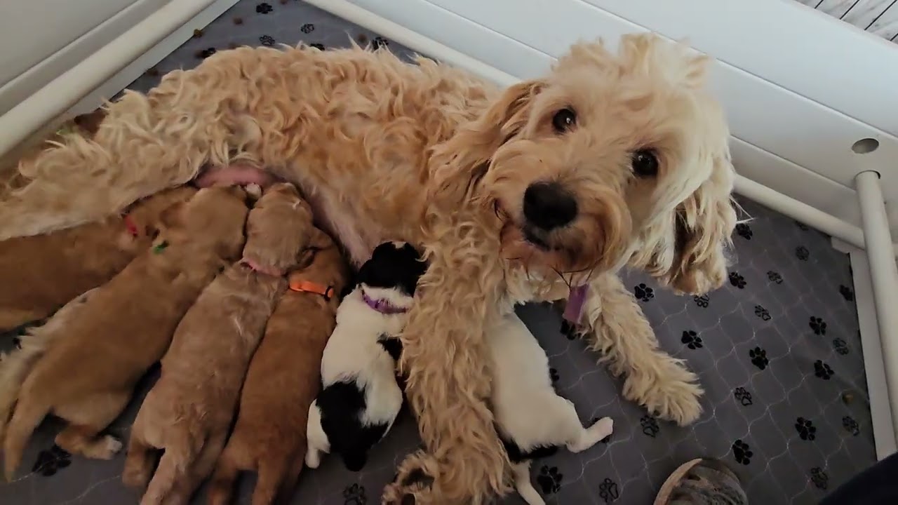 3 week old mini Goldendoodle puppies