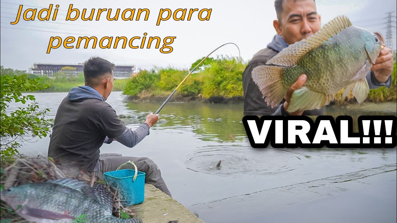 Jadi virall!! Lokasi mancing FULL ikan nila babon idaman pemancing liar