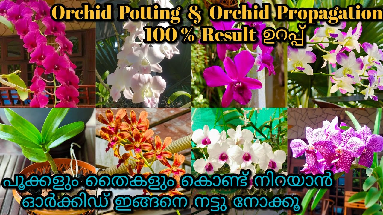 Dendrobium Orchid Potting & Care||നിറയെ പൂക്കളും തൈകളും ഉണ്ടാവാൻ ഓർക്കിഡ് ഇങ്ങനെ നട്ടു നോക്കൂ