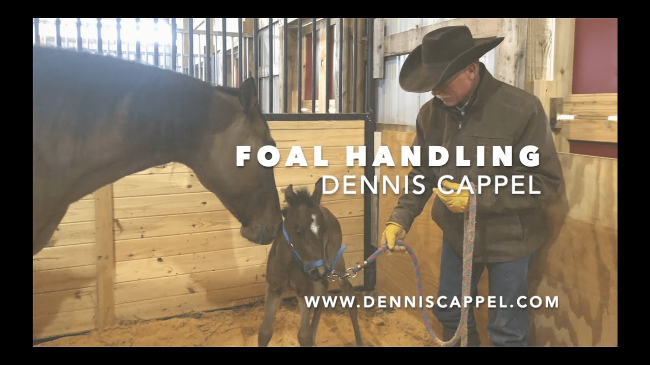 D/C  4-DAY OLD FOAL HAS HER FIRST HALTER LEADING LESSON