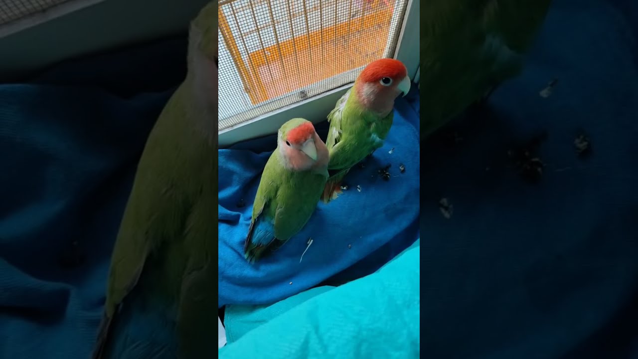 African Love Birds🐥 is live