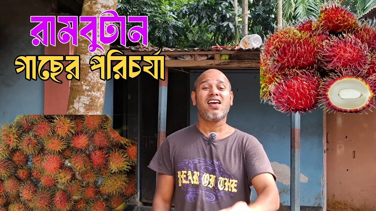 রাম্বুটান গাছের পরিচর্যা | চারা রোপণ থেকে ফল ধরা পর্যন্ত সম্পূর্ণ গাইড | Rambutan Tree Care Tutorial