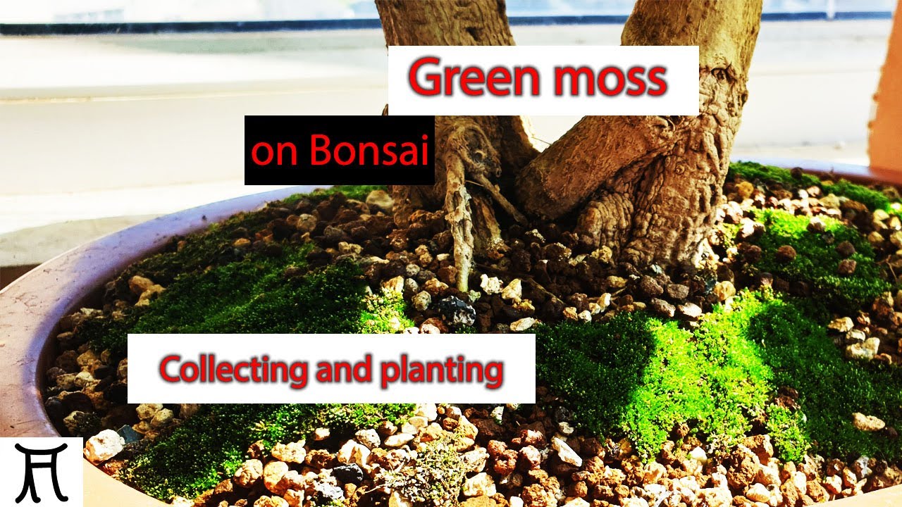 Growing moss on bonsai 🟢 Collecting and planting moss for free (S03-E02)