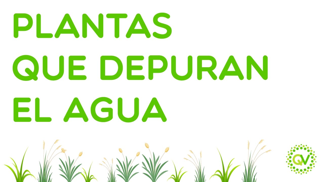 Plantas que depuran el agua