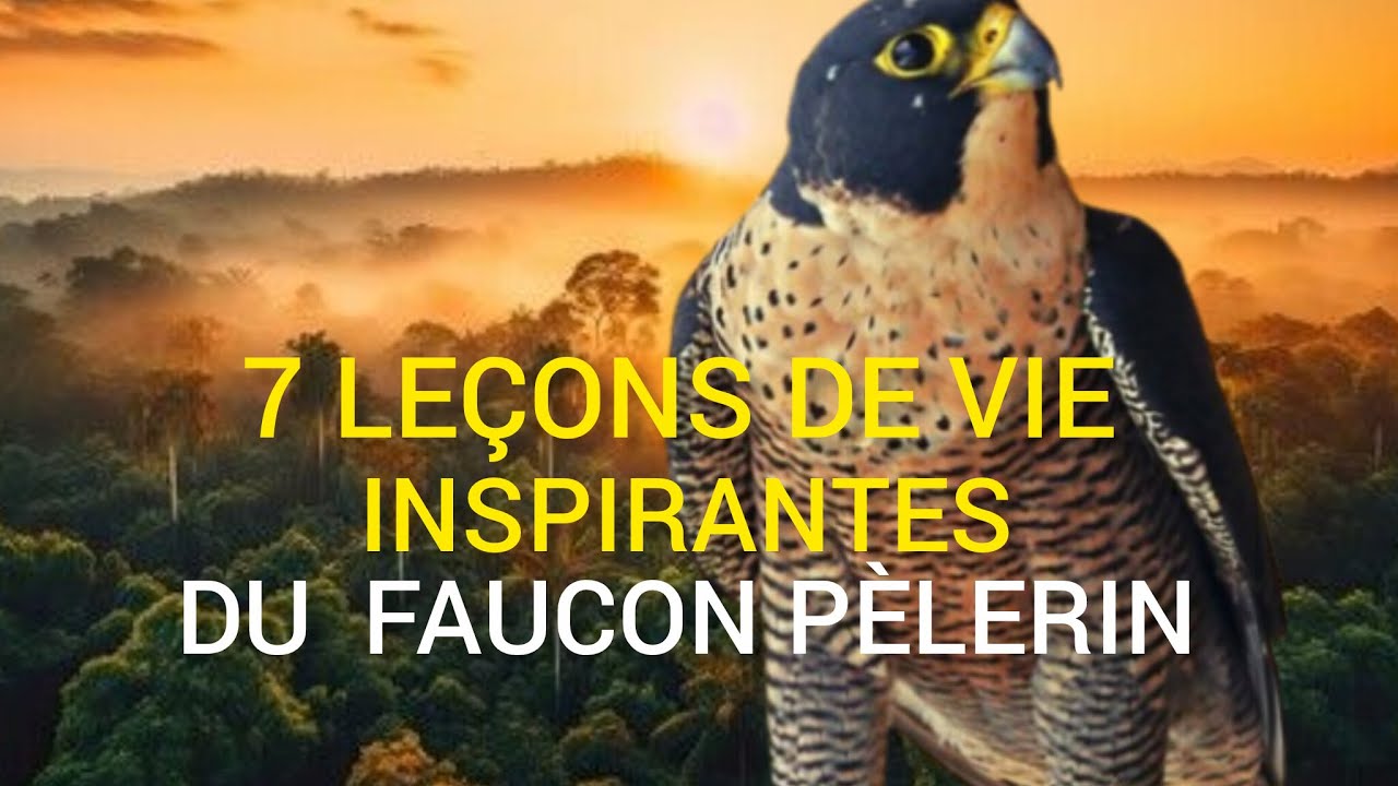 7 leçons de vie du faucon pèlerin que personne ne t’a jamais apprises