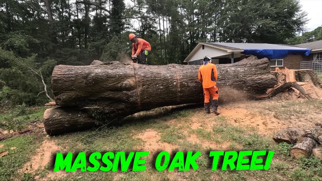 7' diameter oak had to be removed