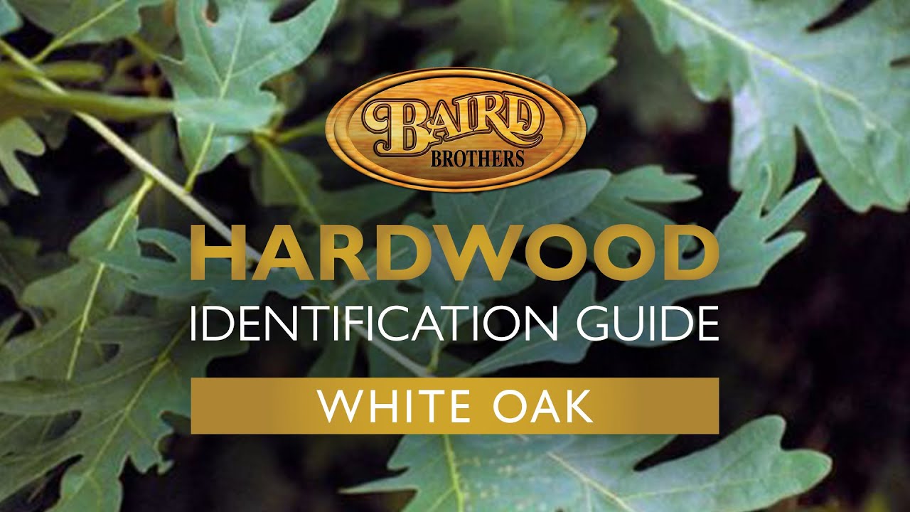 White Oak Hardwood: Uses, Characteristics, and Identification Guide