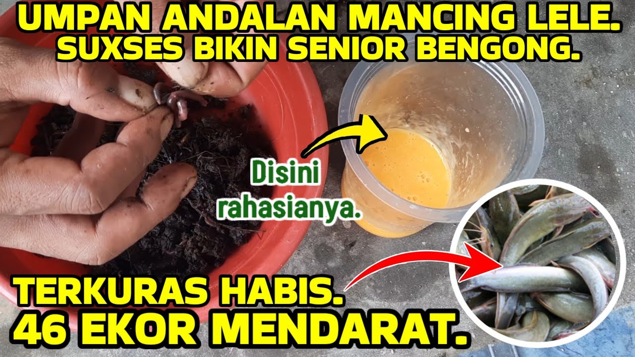 Bongkar rahasia umpan mancing lele harian paling ampuh dan gacor.