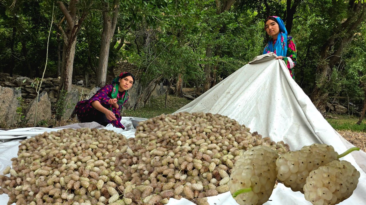 A Day in Rural Life: Mulberry Harvest & Traditional Cooking