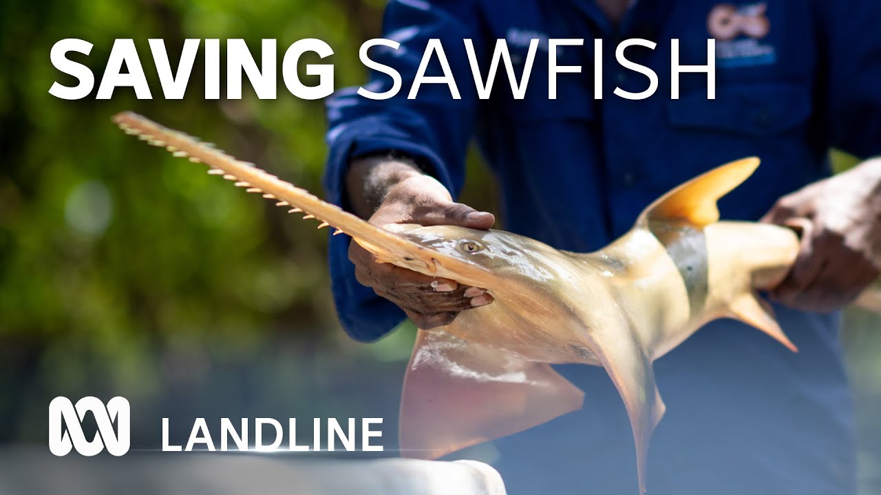 Scientists and fishers work together to protect endangered sawfish | ABC Landline