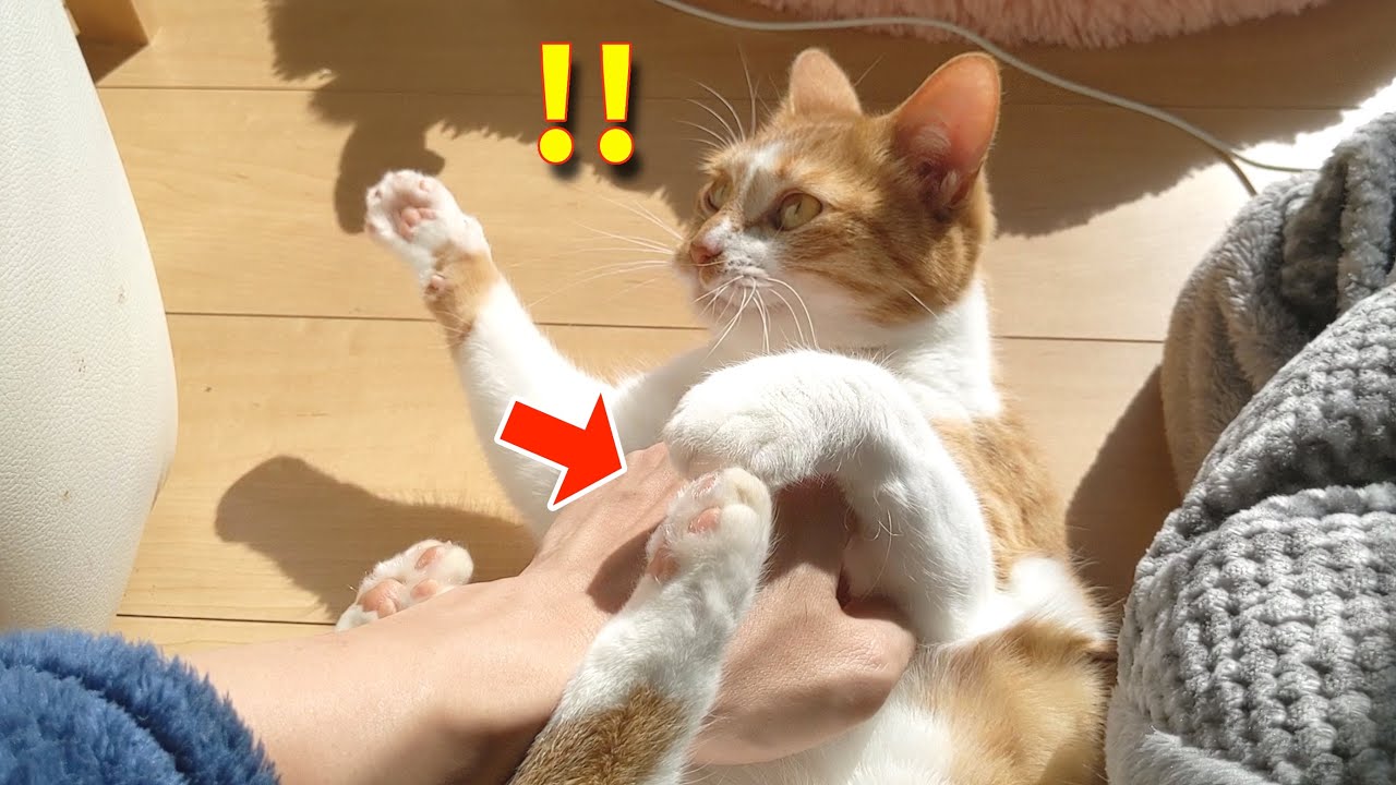 モフでうっとり♪ → 嫉妬から一触即発w【すずとコテツ】