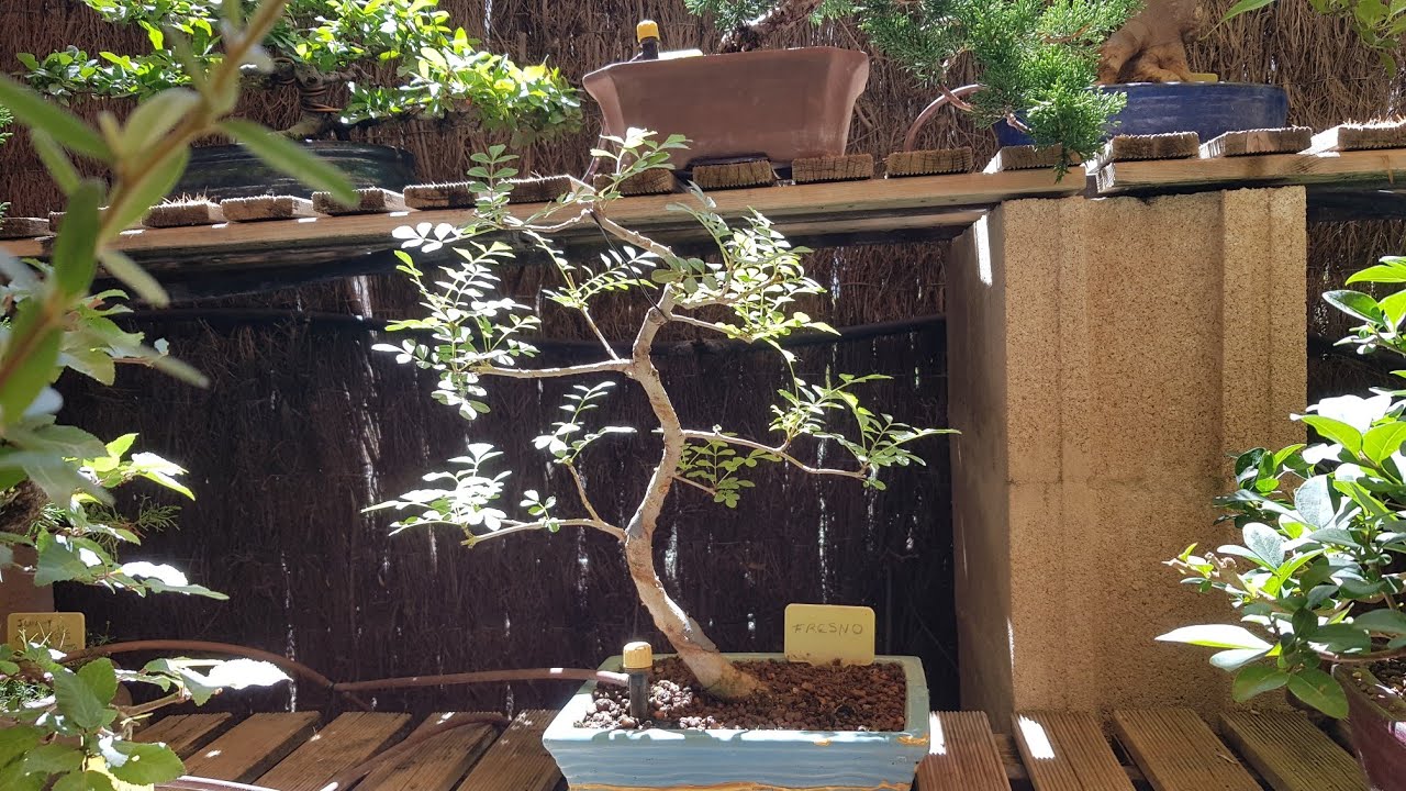 Pinzado de Fresno Bonsai (19/07/2021)