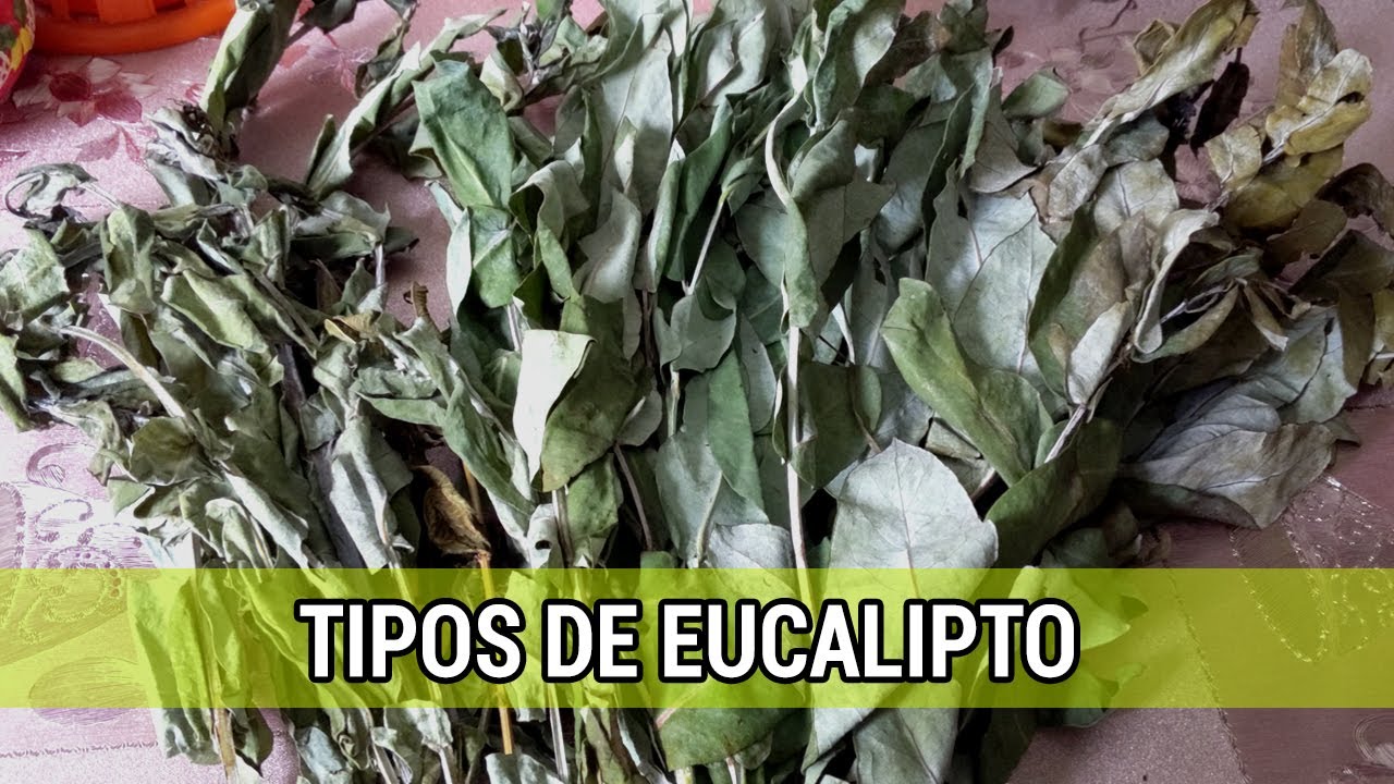 TIPOS DE EUCALIPTO