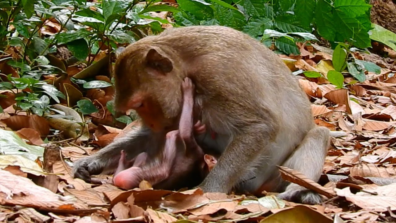 What This Newborn Baby Monkey Keep Seeking For Comforts and Milk While Young Mother So Tired To Fee