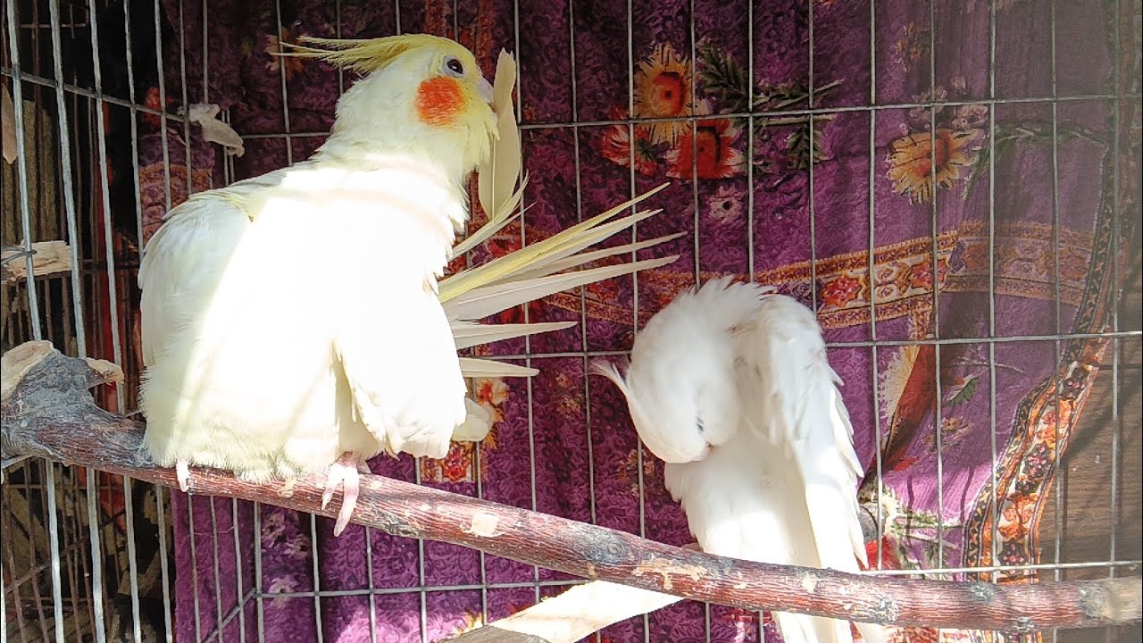 Cockatiel dancing 