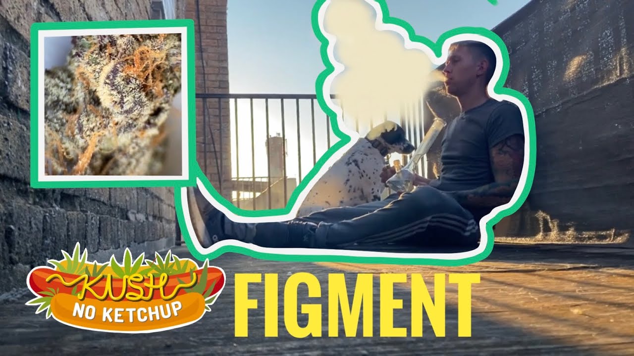 Figment Strain Review | KUSH NO KETCHUP