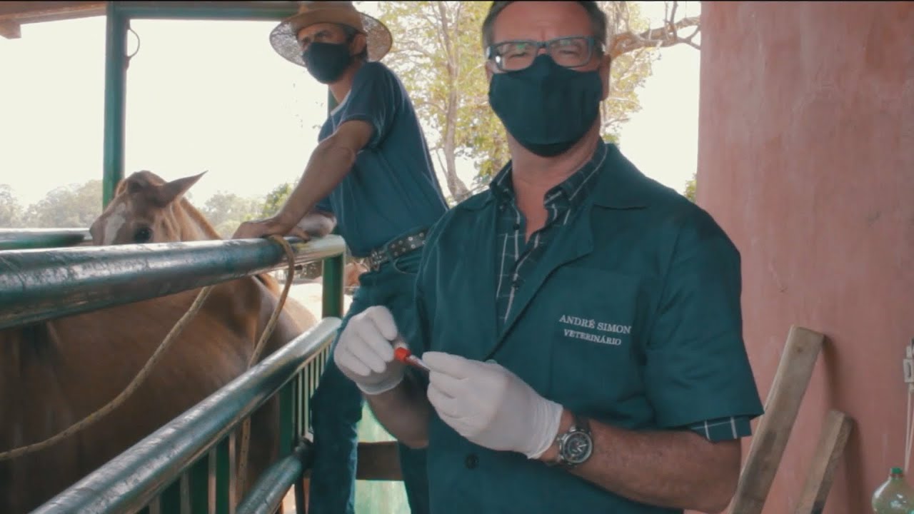 Como coletar sangue em cavalos para exames obrigatórios| DR. ANDRÉ SIMON | Ep. 02