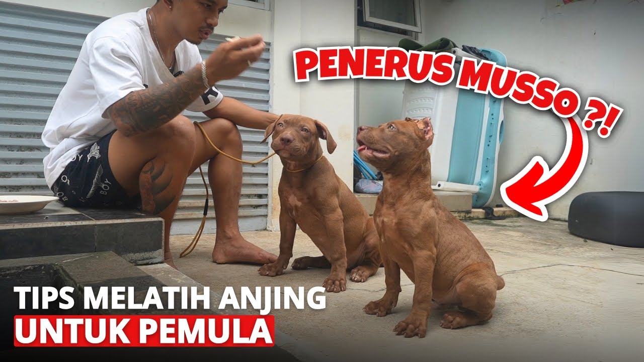 TIPS MELATIH ANJING BUAT PEMULA ‼️ ANAK MUSSO DI KIRIM KE PAPUA