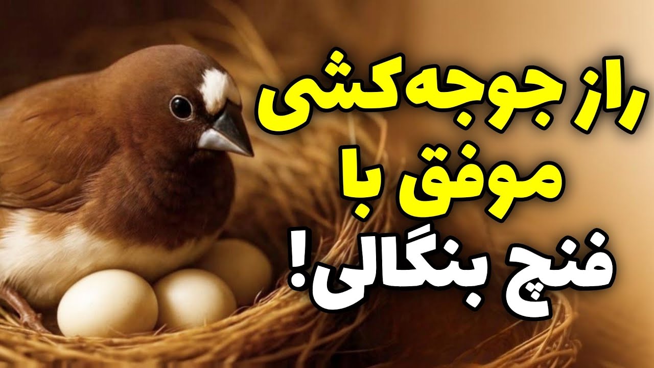 فنچ بنگالی؛ پرستار جادویی تخم‌ها! | راهنمای کامل تغذیه، جفت‌گیری و پرورش