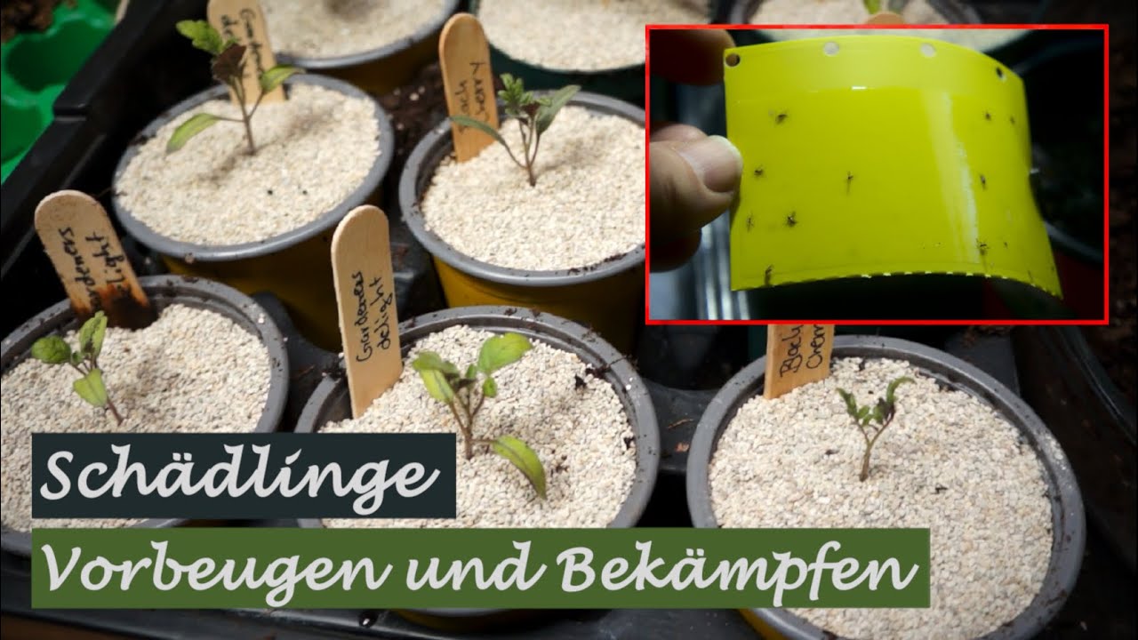 Schädlinge bei der Anzucht von Jungpflanzen - Vorbeugen & Bekämpfen