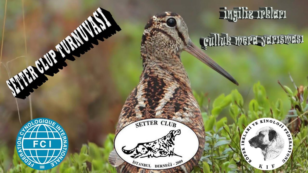 SETTER KULÜP CULLUK TURNUVASI