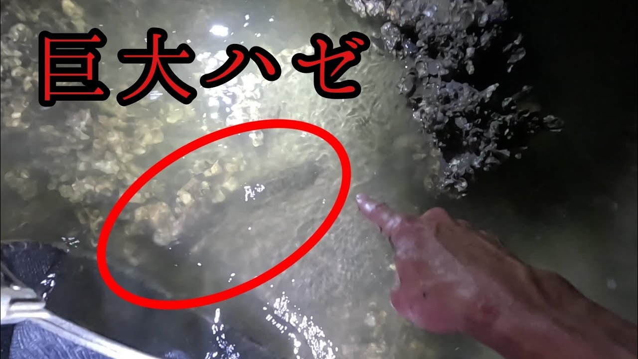 日本最大級の巨大ハゼを捕まえろ！！！