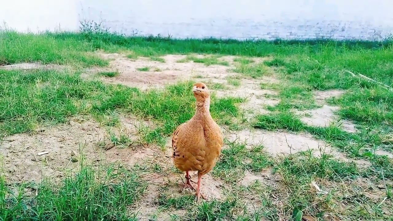 Irani Teetar full Garm Mahol #iranitetar #daknitetar #kalatetar #teetar #teetarbreeding #birds 