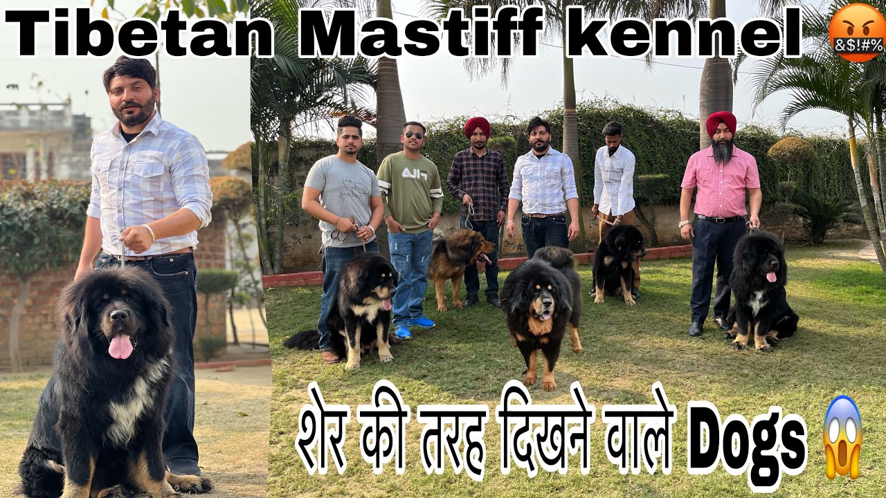 Tibetan Mastiff kennel in India // Massive dog breed 😨 // Funnier kennel