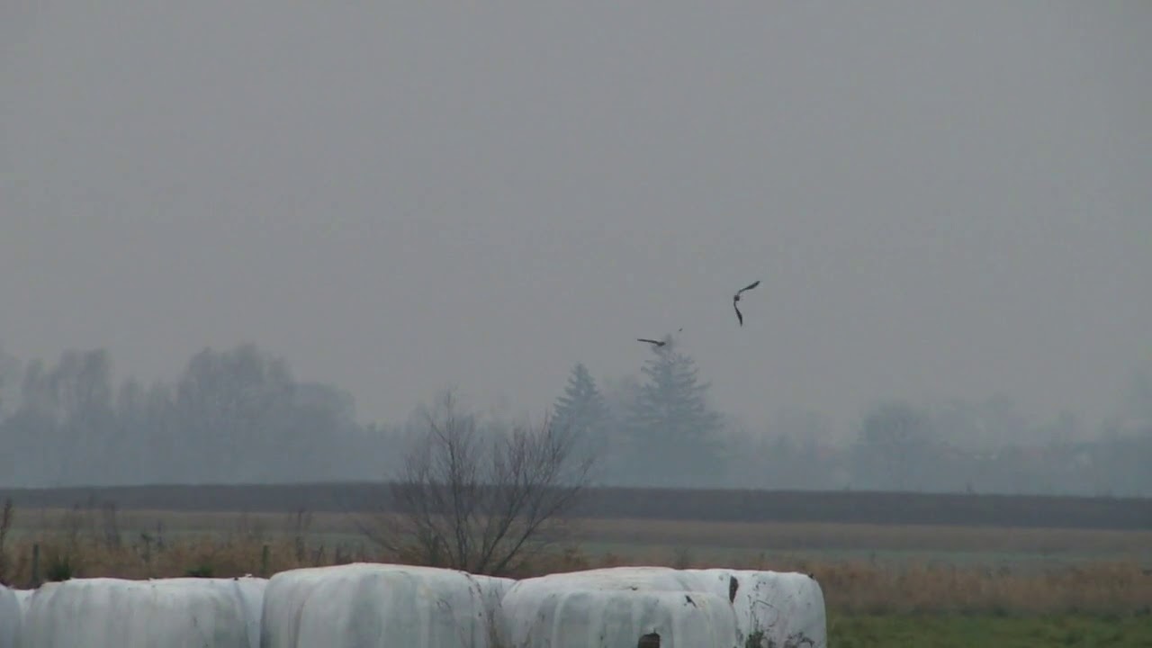Ciekawe zachowanie błotniaka zbożowego Hen Harrier  Circus cyaneus - XI 2018 OSO Dolina Mławki