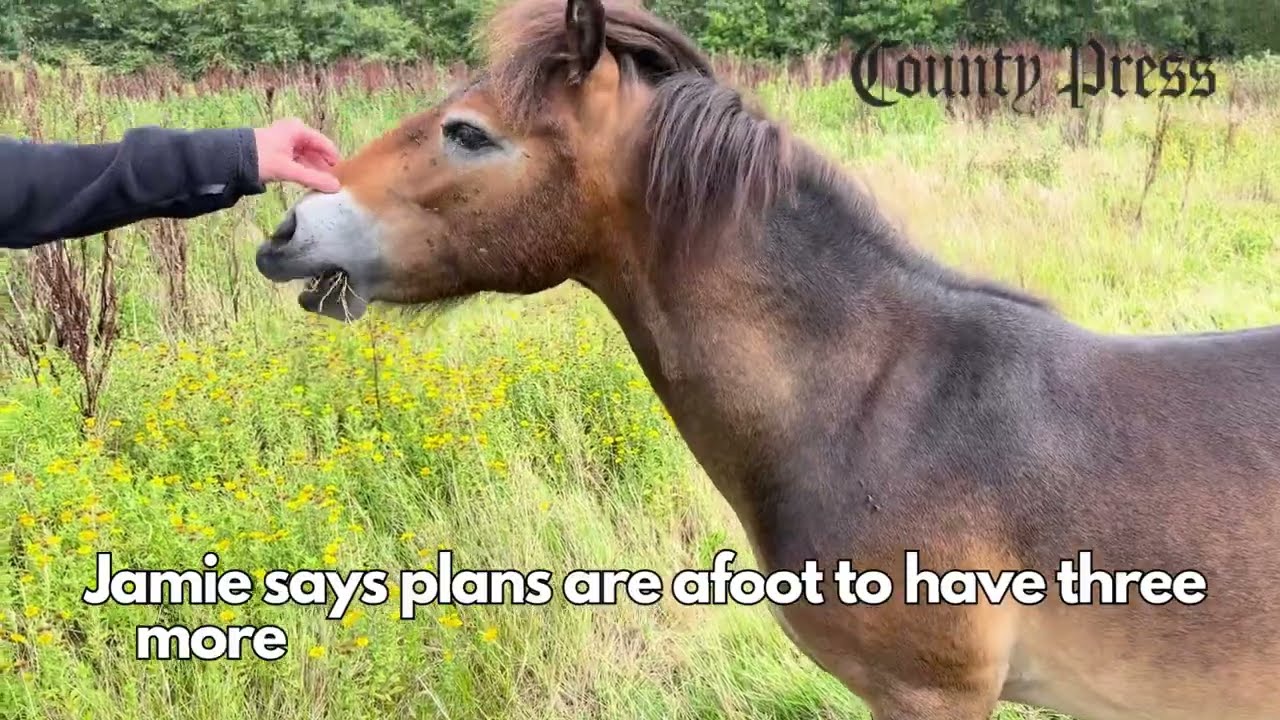 Exmoor ponies introduced on the Isle of Wight