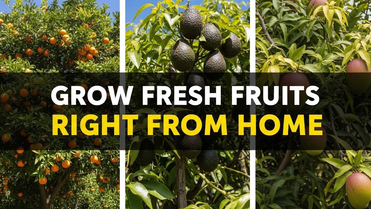 10 fruit trees you can easily grow from seed