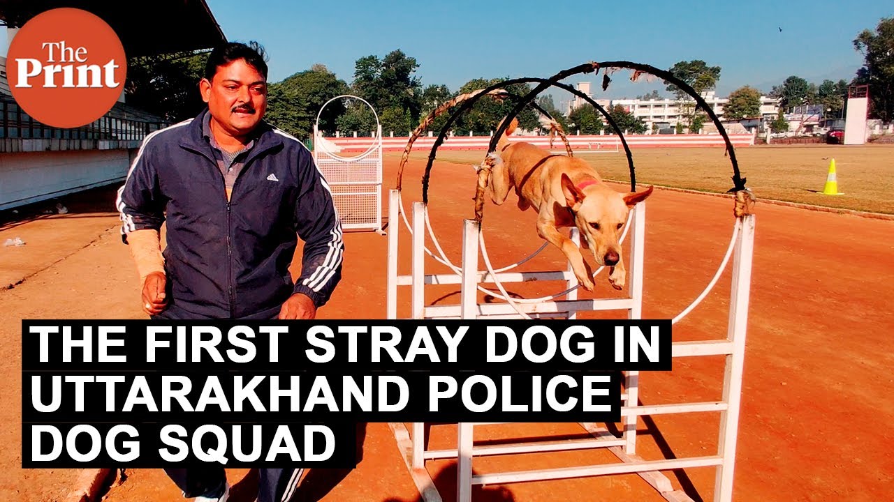 Meet Thenga, the stray dog in Uttarakhand police dog squad
