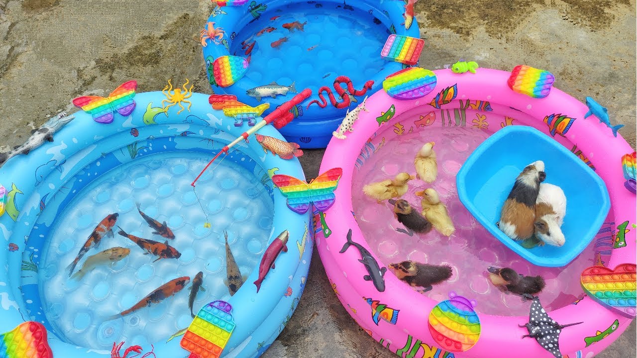 Ikan Hias, Anak Bebek Lucu, Ikan Cupang, Ikan Mas, Ikan Koi, Ikan Koki, Ikan Komet, Marmut Popit#108