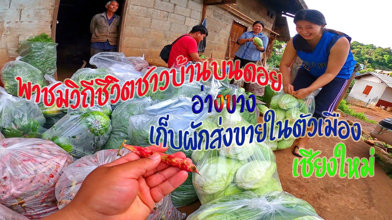 พาชมวิถีชีวิตชาวบ้านบนดอยอ่างขาง เก็บผักส่งขายในตัวเมืองเชียงใหม่@annaontour #ดอยอ่างขาง