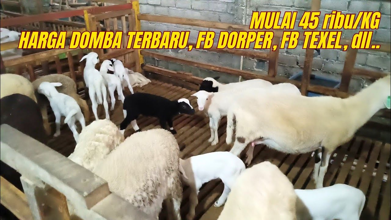 MULAI 45 ribu/Kg, HARGA DOMBA TERBARU di NUSANTARA JAYA Farm Blitar❤️‍🔥❤️‍🔥