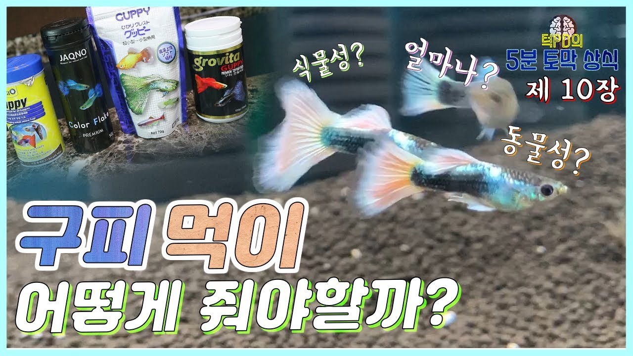 구피 먹이 주는법! 사료 양, 종류 등 추천해드립니다