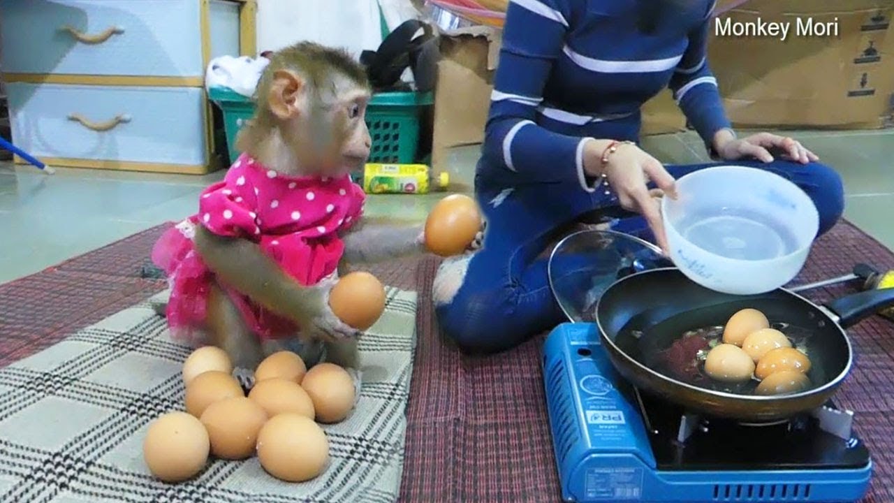 Baby Monkey Mori Help Pick Up Eggs For Mom Cook , Mori Like To Play Eggs